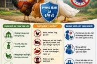 CHỦ ĐỘNG PHÒNG CHỐNG DỊCH BỆNH CÚM GIA CẦM